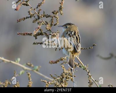 Eine zitternde Cisticola oder ein gesträhnter Fantail-Gratler, Cisticola juncidis, die auf einem Zweig thront. Stockfoto