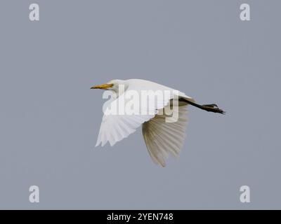 Ein Viehreiher, Bubulcus ibis, im Flug. Stockfoto