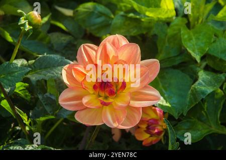 Nahaufnahme von Dahlia Feuertopf eine orange-gelbe kleine Blüte dekorative Dahlien Sommerblühung halbharter Frost zarte Laub-Staude Stockfoto