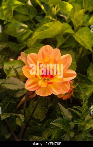 Nahaufnahme von Dahlia Feuertopf eine orange-gelbe kleine Blüte dekorative Dahlien Sommerblühung halbharter Frost zarte Laub-Staude Stockfoto