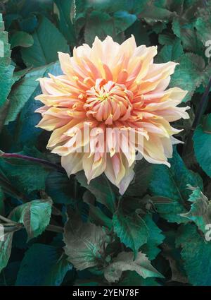 Nahaufnahme von Dahlia Hamari Gold eine bronzene gigantische dekorative Dahlienblume Sommer bis Herbst blühender halbharter Frost zarte Laub-Staude Stockfoto