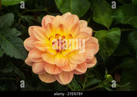 Nahaufnahme von Dahlia Feuertopf eine orange-gelbe kleine Blüte dekorative Dahlien Sommerblühung halbharter Frost zarte Laub-Staude Stockfoto