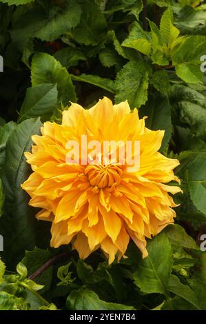 Nahaufnahme von Dahlia Hamari Gold eine bronzene gigantische dekorative Dahlienblume Sommer bis Herbst blühender halbharter Frost zarte Laub-Staude Stockfoto