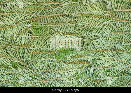 Eine wunderschöne Nahaufnahme frischer grüner Weihnachtsbaumzweige für Urlaubshintergründe und Dekorationsideen Stockfoto