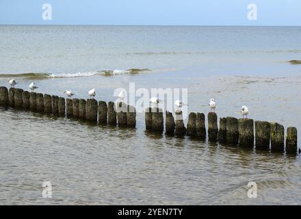 Möwen, die auf Polen an der ostsee in Polen sitzen Stockfoto