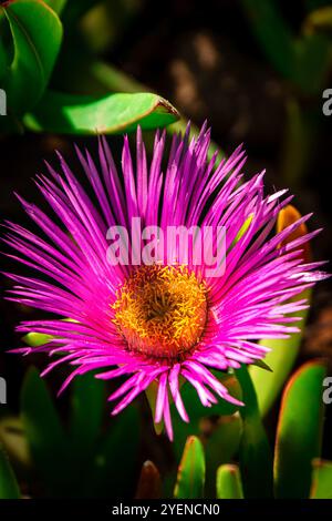 Lampranthus spectabilis violette Blüte Stockfoto