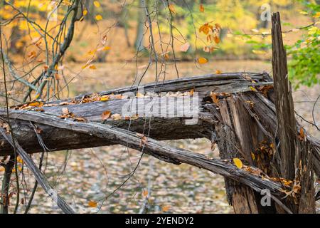 Nahaufnahme eines umgestürzten Baumstamms mit Herbstblättern in einem Wald, der den Prozess des Verfalls in einer ruhigen Waldumgebung zeigt Stockfoto