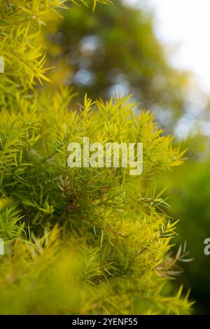 Nahaufnahme der Melaleuca linariifolia-Pflanze Stockfoto