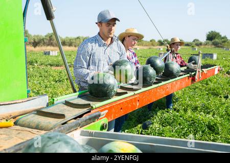 Gruppe von Landarbeitern, die Wassermelonen pflücken und auf der Ernteplattform auf dem Feld arbeiten Stockfoto