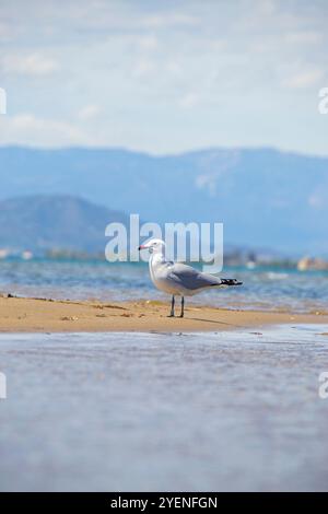 Audouin's Gull an einem Sandstrand im Ebro Delta an einem bewölkten Tag. Vertikaler Foto- und Kopierbereich. Stockfoto