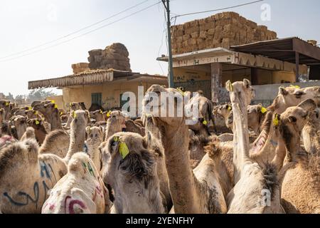 Barqash, Gizeh, Ägypten. März 2023. Kamele auf dem Viehmarkt in Birqash, Ägypten. Stockfoto