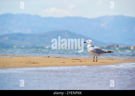 Audouin's Gull an einem Sandstrand im Ebro Delta an einem bewölkten Tag. Horizontaler Foto- und Kopierbereich. Stockfoto