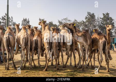 Barqash, Gizeh, Ägypten. März 2023. Kamele auf dem Viehmarkt in Birqash, Ägypten. Stockfoto