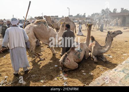 Barqash, Gizeh, Ägypten. März 2023. Kamele auf dem Viehmarkt in Birqash, Ägypten. Stockfoto