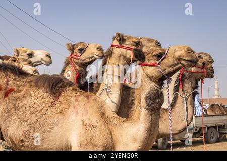 Barqash, Gizeh, Ägypten. März 2023. Kamele auf dem Viehmarkt in Birqash, Ägypten. Stockfoto