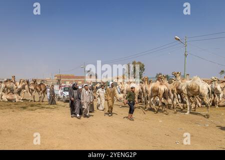 Barqash, Gizeh, Ägypten. März 2023. Kamele auf dem Viehmarkt in Birqash, Ägypten. Stockfoto