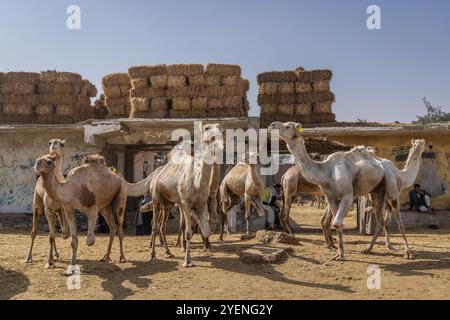 Barqash, Gizeh, Ägypten. März 2023. Kamele auf dem Viehmarkt in Birqash, Ägypten. Stockfoto