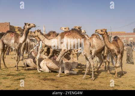 Barqash, Gizeh, Ägypten. März 2023. Kamele auf dem Viehmarkt in Birqash, Ägypten. Stockfoto