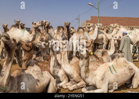 Barqash, Gizeh, Ägypten. März 2023. Kamele auf dem Viehmarkt in Birqash, Ägypten. Stockfoto