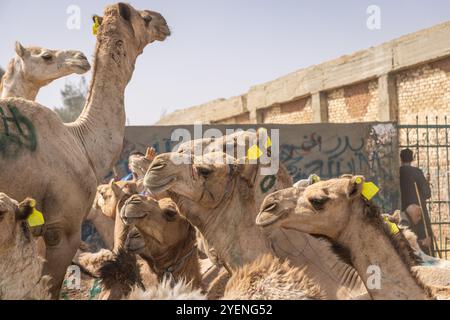 Barqash, Gizeh, Ägypten. März 2023. Kamele auf dem Viehmarkt in Birqash, Ägypten. Stockfoto