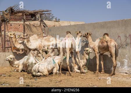 Barqash, Gizeh, Ägypten. März 2023. Kamele auf dem Viehmarkt in Birqash, Ägypten. Stockfoto