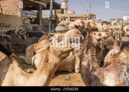 Barqash, Gizeh, Ägypten. März 2023. Kamele auf dem Viehmarkt in Birqash, Ägypten. Stockfoto