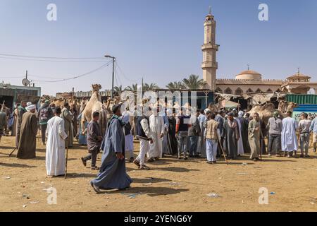 Barqash, Gizeh, Ägypten. März 2023. Kamelkäufe auf dem Viehmarkt in Birqash, Ägypten. Stockfoto