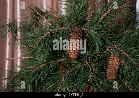 Schön angeordnete Kiefernkegel- und grüne Kiefernnadel-Dekoration. Stockfoto