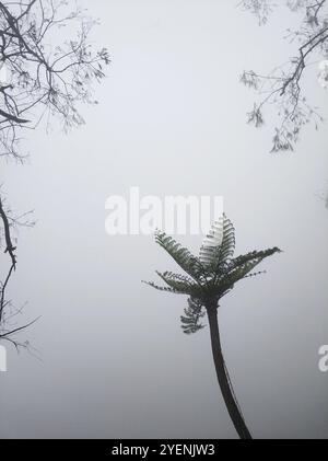 Dschungel in den Bergen im Nebel nach einem Sturm. Wald im Nebel. Bäume, Palmen und Äste sind nach einem Vulkanausbruch gebrochen Stockfoto