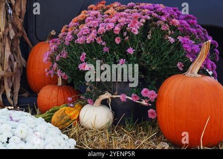 Eine wunderschöne Herbstpräsentation mit orangefarbenen und weißen Kürbissen, leuchtenden rosa und lila Chrysanthemen Stockfoto