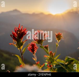 Pinsel Blüht Hoch Im Mountains Of Glacier National Park Stockfoto