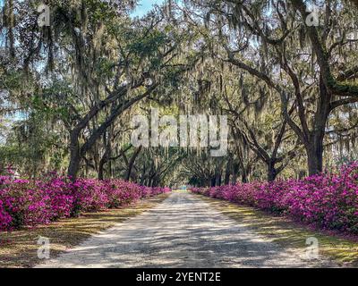 Avenue of Oaks and Azaleas, Bonaventure Cemetery, Savannah, Georgia, USA Stockfoto