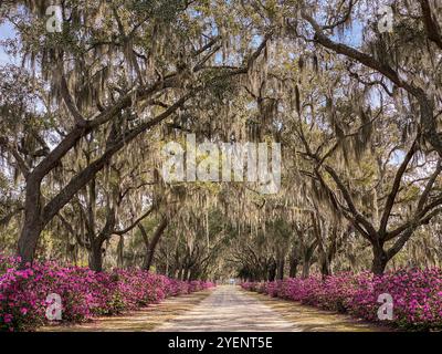 Avenue of Oaks and Azaleas, Bonaventure Cemetery, Savannah, Georgia, USA Stockfoto