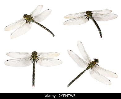 Libelle isoliert auf weiß, Collage. Fliegendes Insekt Stockfoto