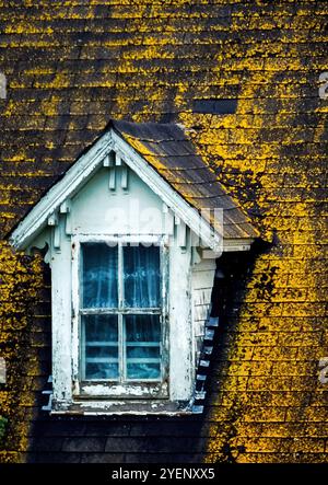 Fotografie von Dachschindeln bedeckt mit einer goldenen Flechte mit einem Dachfenster, das die Schönheit im Verfall und im Laufe der Zeit einfängt. Stockfoto