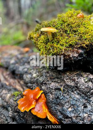 Pilze im Regen Stockfoto