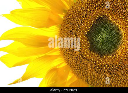 Fotografie einer Sonnenblume. Die komplizierten Details des Zentrums der Sonnenblume mit ihrem dichten Samenmuster, umgeben von leuchtend gelben Blütenblättern. Stockfoto