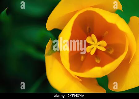 Nahaufnahme einer leuchtenden gelben Blume. Die Aufnahme konzentriert sich auf das Innere der Blüte und zeigt ihr lebendiges gelbes Zentrum und zarte Blütenblätter Stockfoto