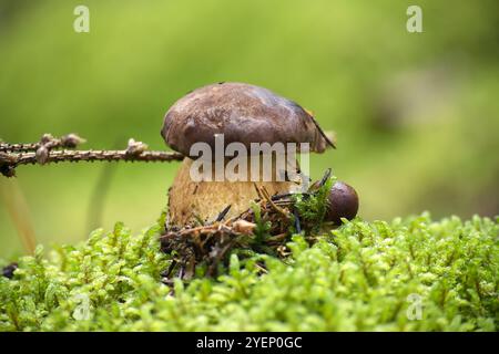 Ein einzelner Kiefernholzpilz steht hoch inmitten von lebendigem grünem Moos in einer Waldlandschaft und vermittelt Harmonie und natürliche Schönheit in der Wildnis Stockfoto