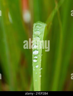 Nahaufnahme von Tautropfen auf einem einzelnen grünen Grasblatt, die komplizierte Reflexionen und Details mit einem weichen, unscharfen Hintergrund einfangen Stockfoto