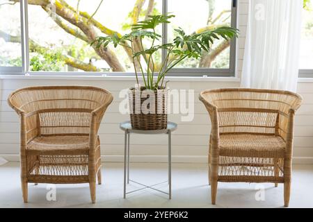 Korbstühle und Topfpflanze durch sonniges Fenster in gemütlichem Wohnzimmer, zu Hause. Inneneinrichtung, Einrichtung, Sonnenlicht, Entspannung, Möbel, grün Stockfoto