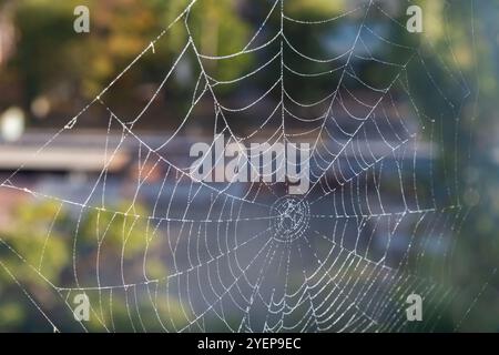 Ein mit Tau bedecktes Spinnennetz leuchtet hell, während die Morgensonne das umliegende Laub erleuchtet und das komplizierte Design der Natur zeigt. Stockfoto