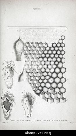 Struktur der VERSCHIEDENEN ZELLKLASSEN. MIT DER QUEEN OR ROYAL CELL aus der Naturforscher-Bibliothek Entomology Band VI Bees von Jardine, William, Sir, 1800-1874 Publikationsdatum 1835 Stockfoto