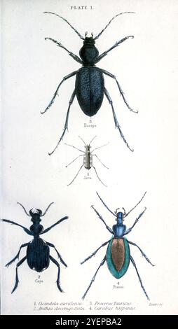 Cicindela aurulenta, gebräuchlicher Name blaugefleckter oder goldgefleckter Tigerkäfer; Bodenkäfer Anthia decemguttata; Carabus scabrosus tauricus hier als procerus Tauricus; Bodenkäfer Carabus hispanus aus Käfern von Duncan, James, 1804-1861 Publikationsdatum 1846 Stockfoto