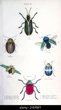 Alurnus marginatus 1, Eumolpus curpreus 2, Regenbogenblattkäfer Chrysolina cerealis [hier als Chrysomela cerealis]; 3, Brennnesselblattkäfer, Chrysolina fastuosa [hier als Chrysomela fastuosa]; 4, Oedionychis cincta 5 und 22-fleckiger Marienkäfer Psyllobora vigintiduopunctata 6. Handkolorierter Stahlstich von William Lizars aus Käfern von Duncan, James, 1804-1861 Publikationsdatum 1846 Stockfoto