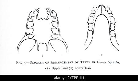 DIAGRAMM DER ZAHNANORDNUNG BEI DER GATTUNG NYCTALUS. (1) obere und (2) untere Backe. Illustriert von Edward Adrian Wilson, 1872-1912 aus dem Buch A History of British Mammals V1 - Fledermäuse von Gerald Edwin Hamilton Barrett-Hamilton, 1910 von Gurney and Jackson Stockfoto