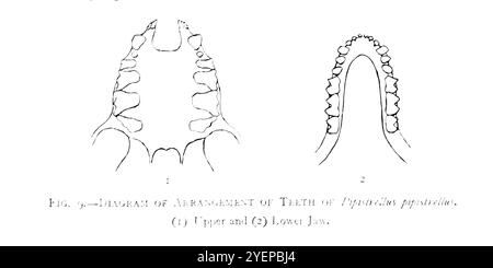 DIAGRAMM DER ZAHNANORDNUNG BEI PIPISTRELLUS PIPIPISTRELLUS. (1) obere und (2) untere Backe. Illustriert von Edward Adrian Wilson, 1872-1912 aus dem Buch A History of British Mammals V1 - Fledermäuse von Gerald Edwin Hamilton Barrett-Hamilton, 1910 von Gurney and Jackson Stockfoto