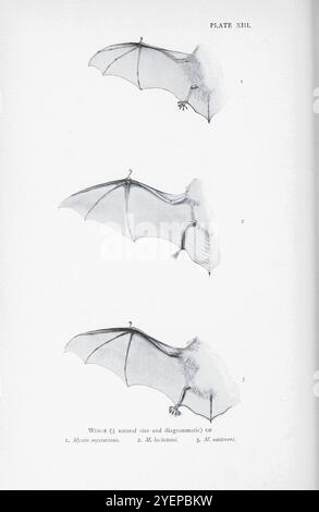 FLÜGEL VON 1. Gebratene Fledermaus (Myotis mystacinus). 2. Bechsteins Fledermaus (Myotis bechsteinii) 3. Natterer's Fledermaus (Myotis nattereri hier als Myotis natiereri). Illustriert von Edward Adrian Wilson, 1872-1912 aus dem Buch A History of British Mammals V1 - Fledermäuse von Gerald Edwin Hamilton Barrett-Hamilton, 1910 von Gurney and Jackson Stockfoto