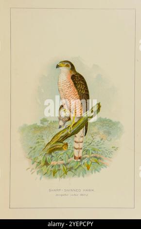 Scharfkantiger Falke (Accipiter striatus hier als Accipiter velox) oder nördlicher scharfkantiger Falke, allgemein bekannt als scharfkantige Illustration unserer heimischen Vögel. Ein kurzer Bericht über einige der gewöhnlichen gefiederten Pächter der Farm von Warren, Benjamin Harry, 1858-1926 Veröffentlichungsdatum 1896 vom PENNSYLVANIA STATE COLLEGE Stockfoto