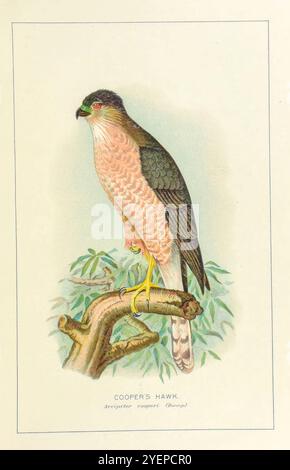 Cooper's Falke (Astur cooperii hier als Accipiter cooperii) Illustration von unseren Hausvögeln. Ein kurzer Bericht über einige der gewöhnlichen gefiederten Pächter der Farm von Warren, Benjamin Harry, 1858-1926 Veröffentlichungsdatum 1896 vom PENNSYLVANIA STATE COLLEGE Stockfoto